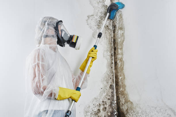 Best Basement Mold Removal  in Laymantown, VA